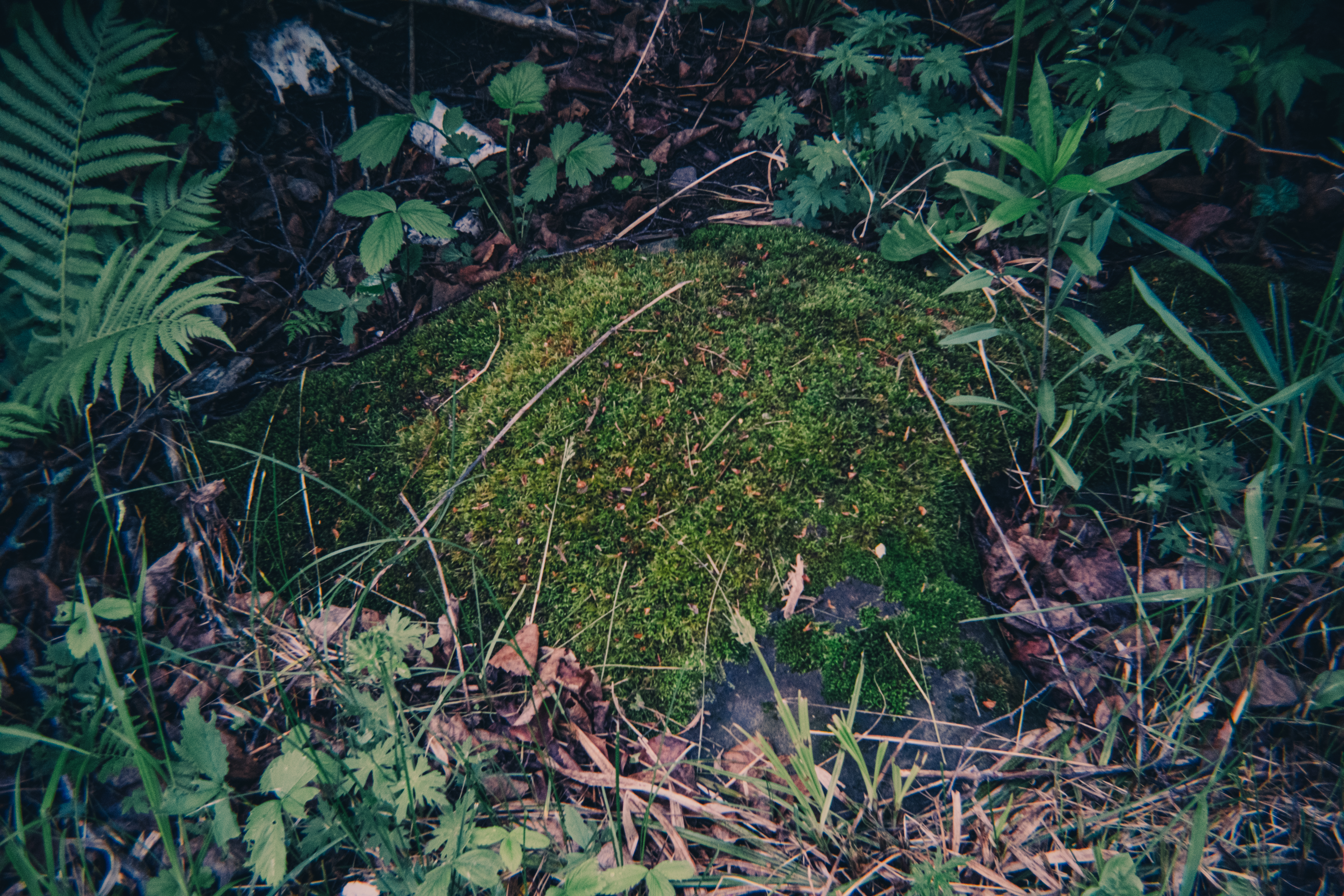 Retropia lens
